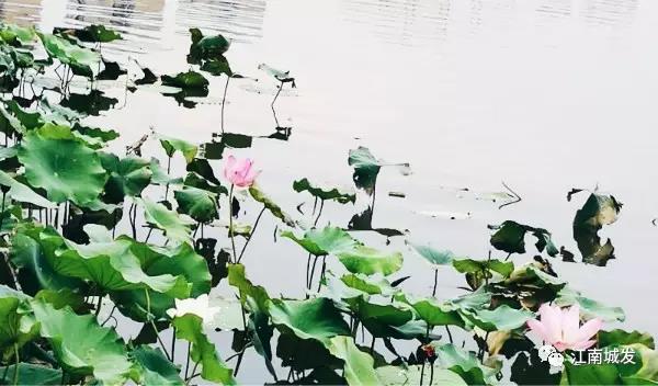 江南荷葉、蓮花